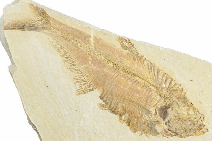 Detailed Fossil Fish (Diplomystus) - Wyoming #307165